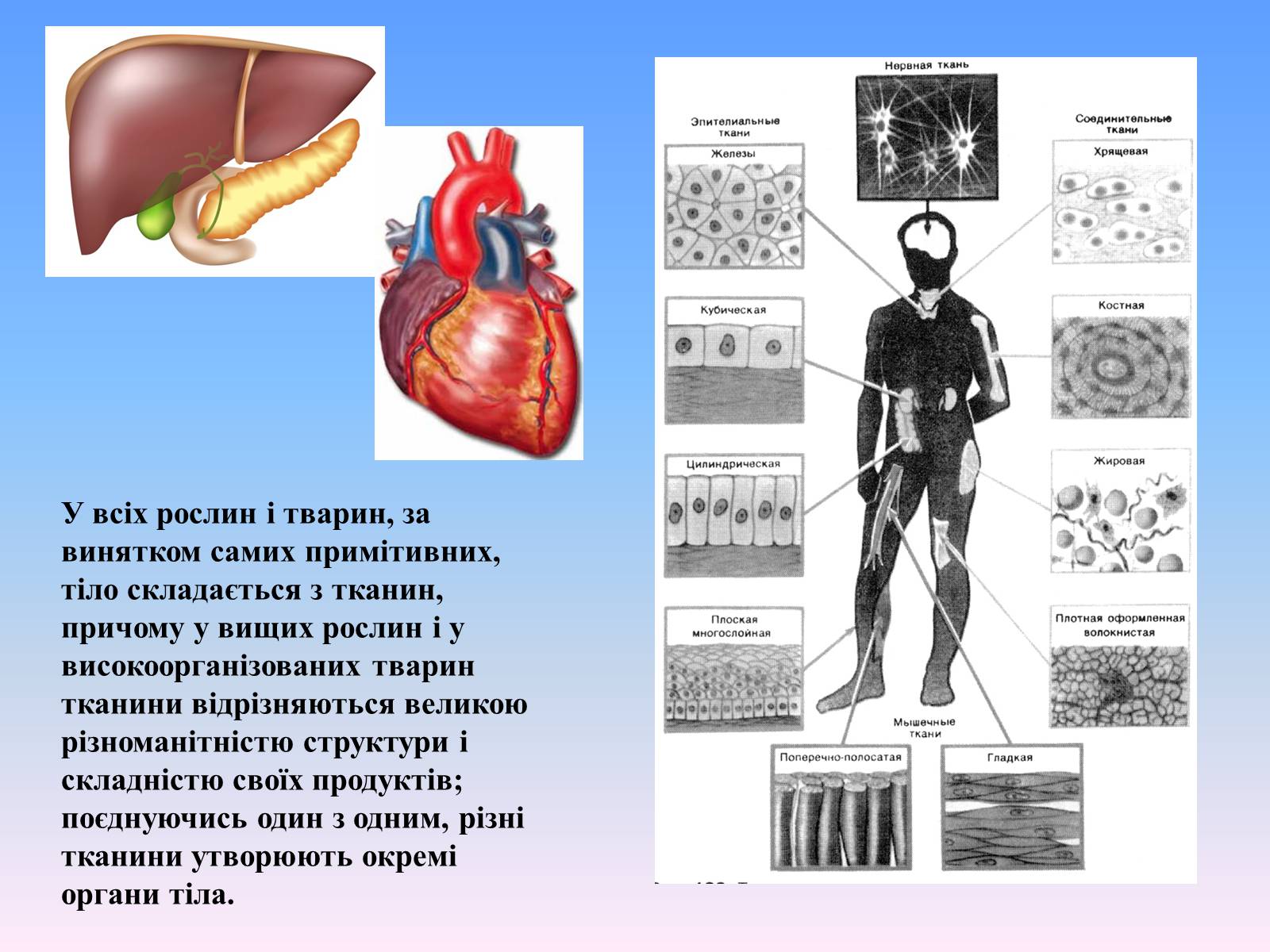Презентація на тему «Гістологія» - Слайд #4 Презентація на тему «Гістологія» - Слайд #4