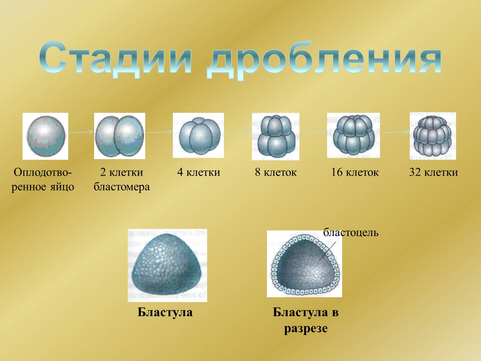 Презентація на тему «Индивидуальное развитие организмов» - Слайд #10 Презентація на тему «Индивидуальное развитие организмов» - Слайд #10