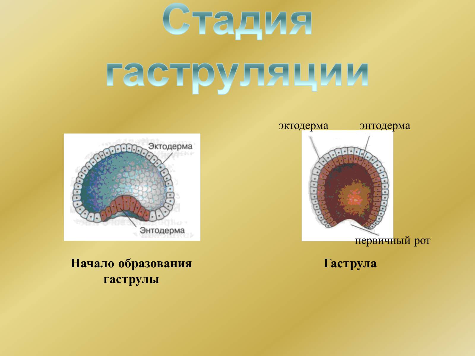 Презентація на тему «Индивидуальное развитие организмов» - Слайд #11 Презентація на тему «Индивидуальное развитие организмов» - Слайд #11