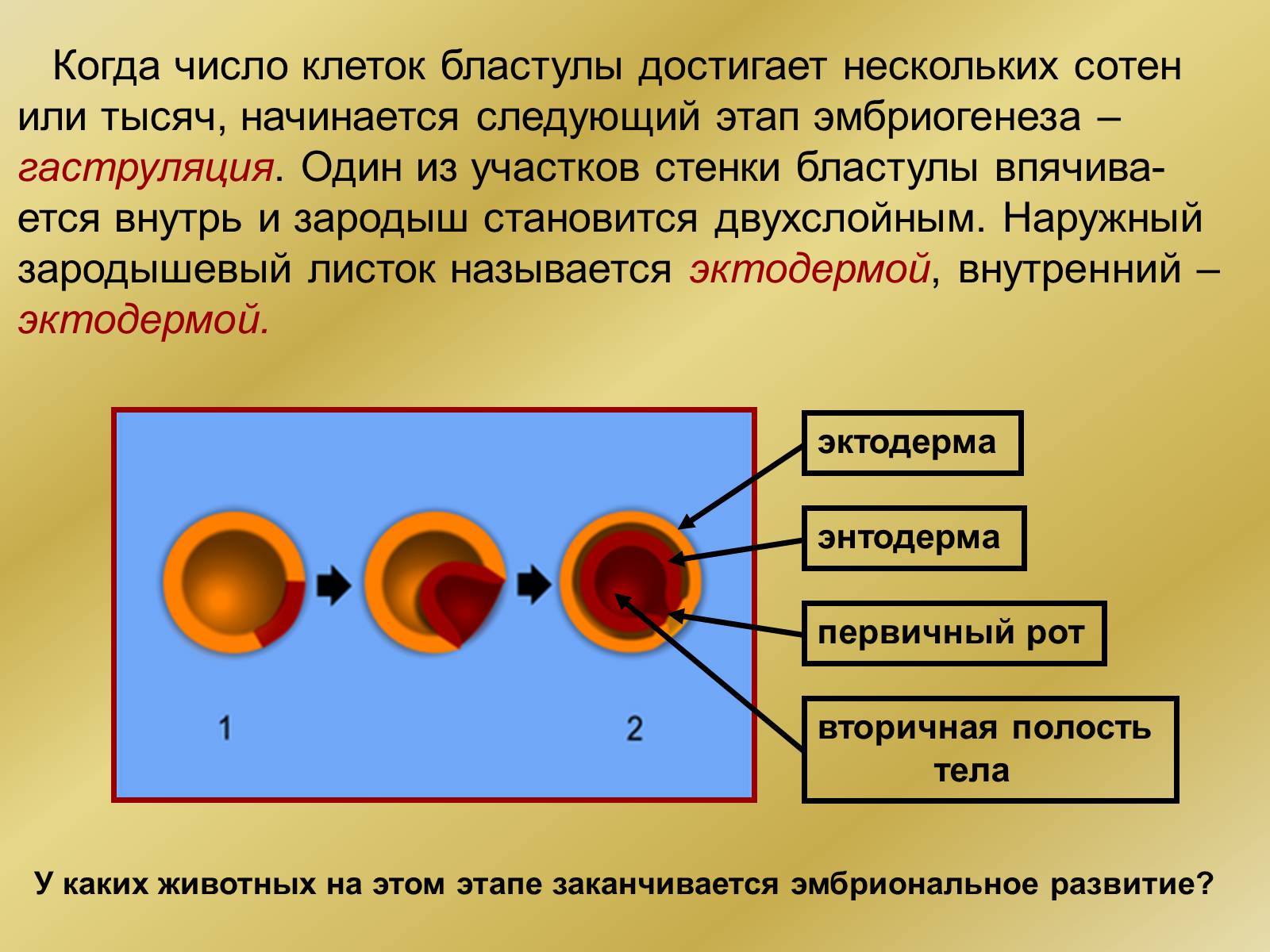 Презентація на тему «Индивидуальное развитие организмов» - Слайд #12 Презентація на тему «Индивидуальное развитие организмов» - Слайд #12