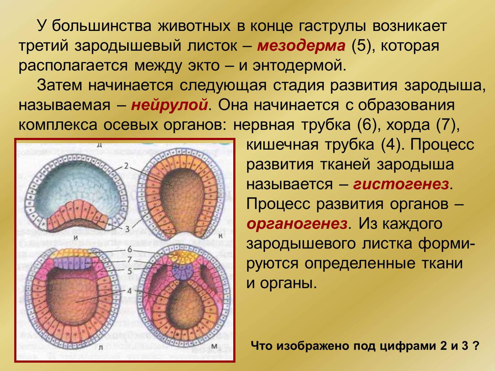 Презентація на тему «Индивидуальное развитие организмов» - Слайд #13 Презентація на тему «Индивидуальное развитие организмов» - Слайд #13