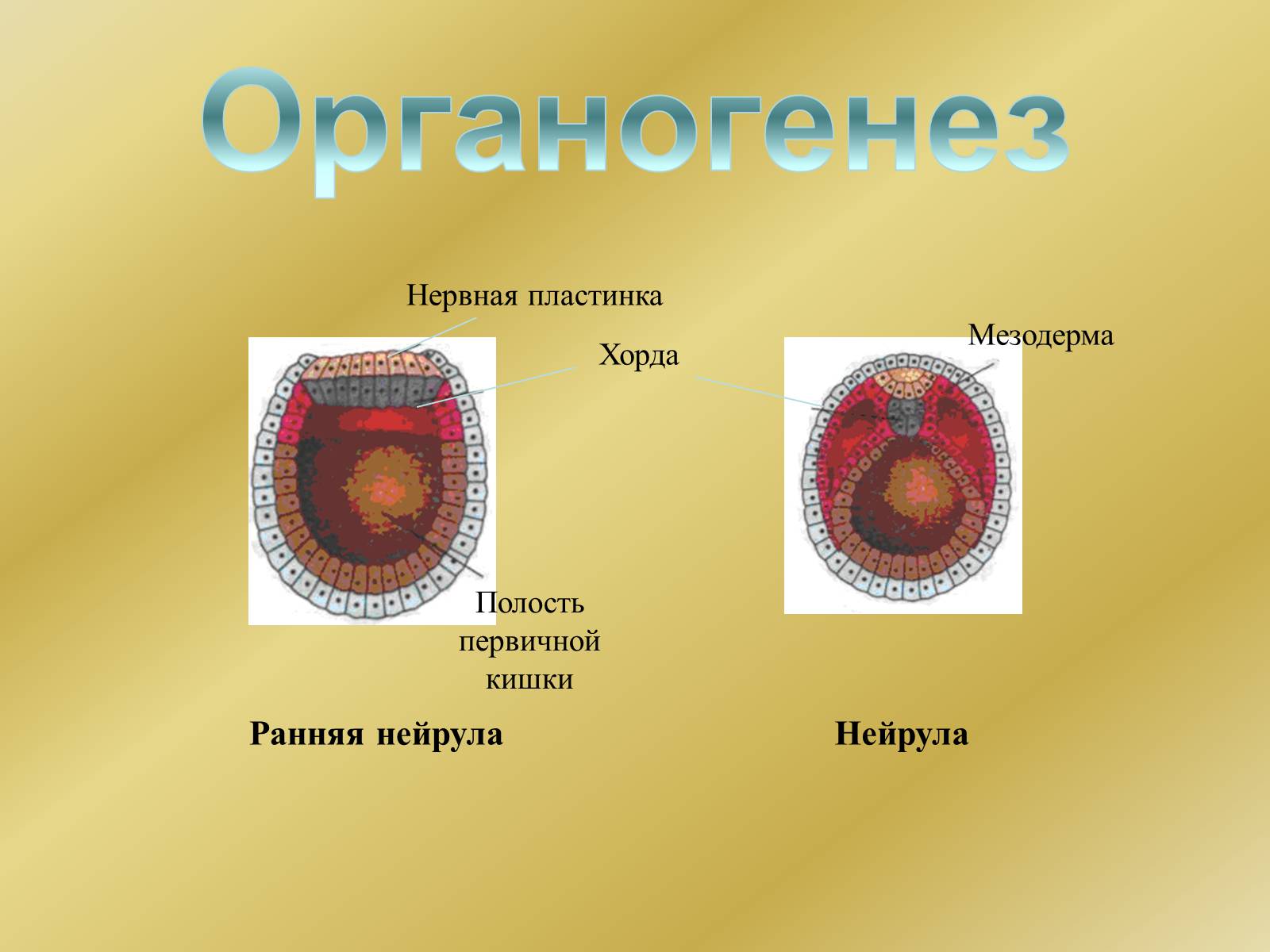Презентація на тему «Индивидуальное развитие организмов» - Слайд #14 Презентація на тему «Индивидуальное развитие организмов» - Слайд #14