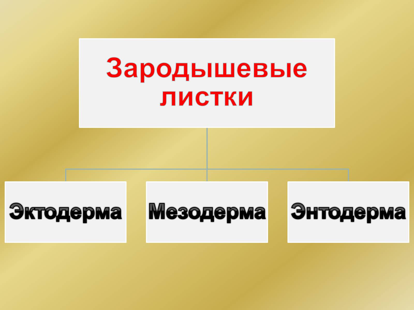 Презентація на тему «Индивидуальное развитие организмов» - Слайд #16 Презентація на тему «Индивидуальное развитие организмов» - Слайд #16