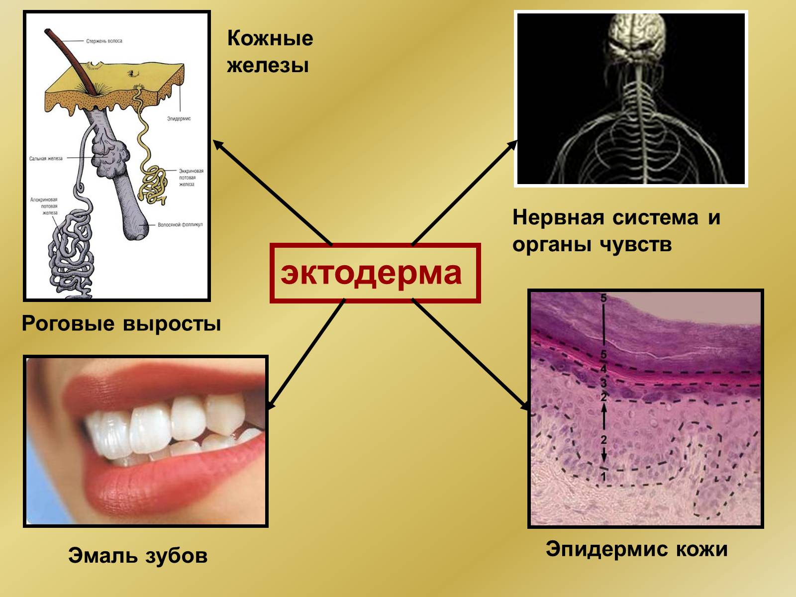 Презентація на тему «Индивидуальное развитие организмов» - Слайд #17 Презентація на тему «Индивидуальное развитие организмов» - Слайд #17