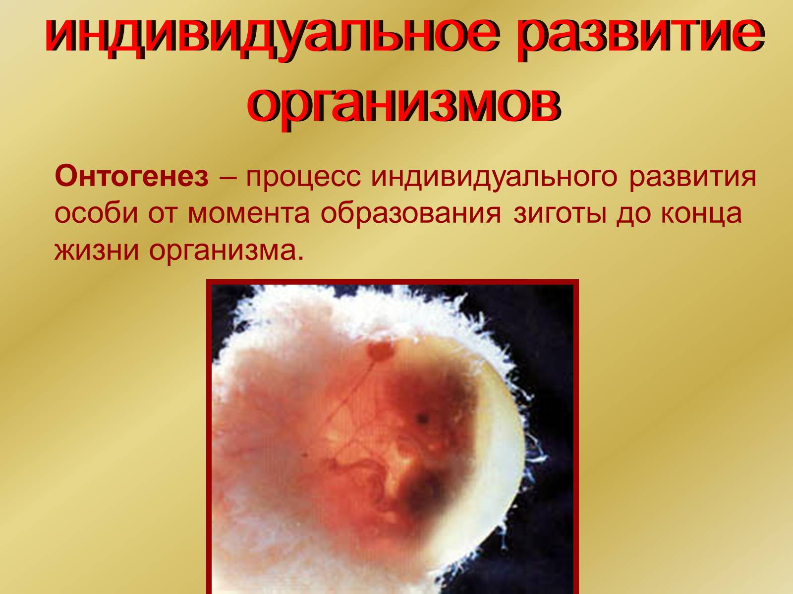 Презентація на тему «Индивидуальное развитие организмов» - Слайд #2 Презентація на тему «Индивидуальное развитие организмов» - Слайд #2