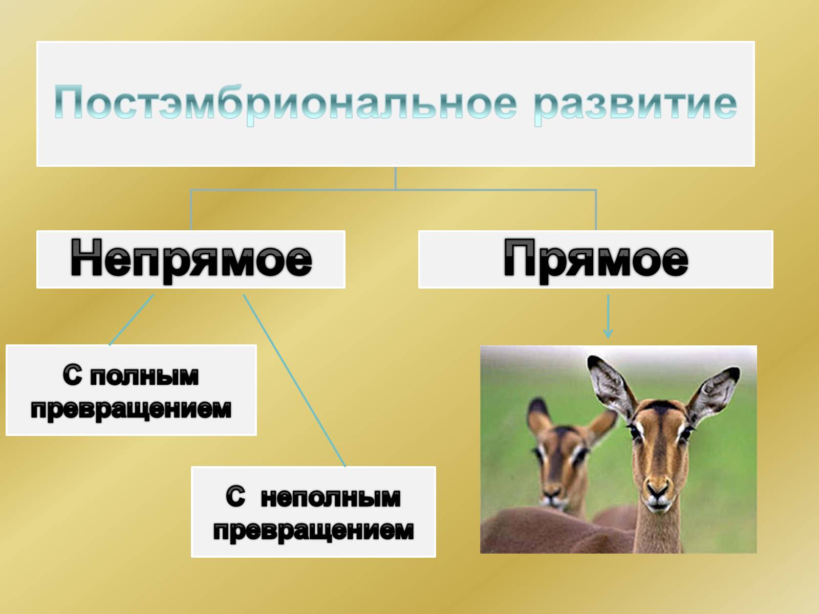 Презентація на тему «Индивидуальное развитие организмов» - Слайд #21 Презентація на тему «Индивидуальное развитие организмов» - Слайд #21