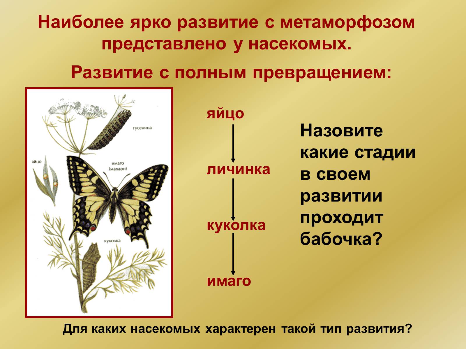 Презентація на тему «Индивидуальное развитие организмов» - Слайд #24 Презентація на тему «Индивидуальное развитие организмов» - Слайд #24