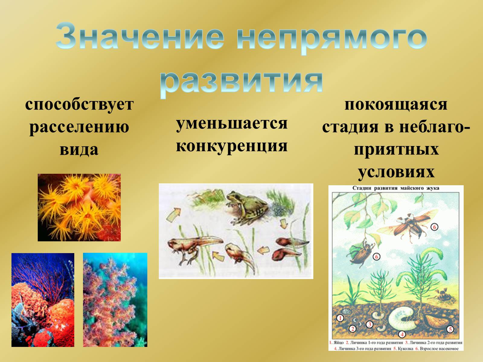 Презентація на тему «Индивидуальное развитие организмов» - Слайд #26 Презентація на тему «Индивидуальное развитие организмов» - Слайд #26