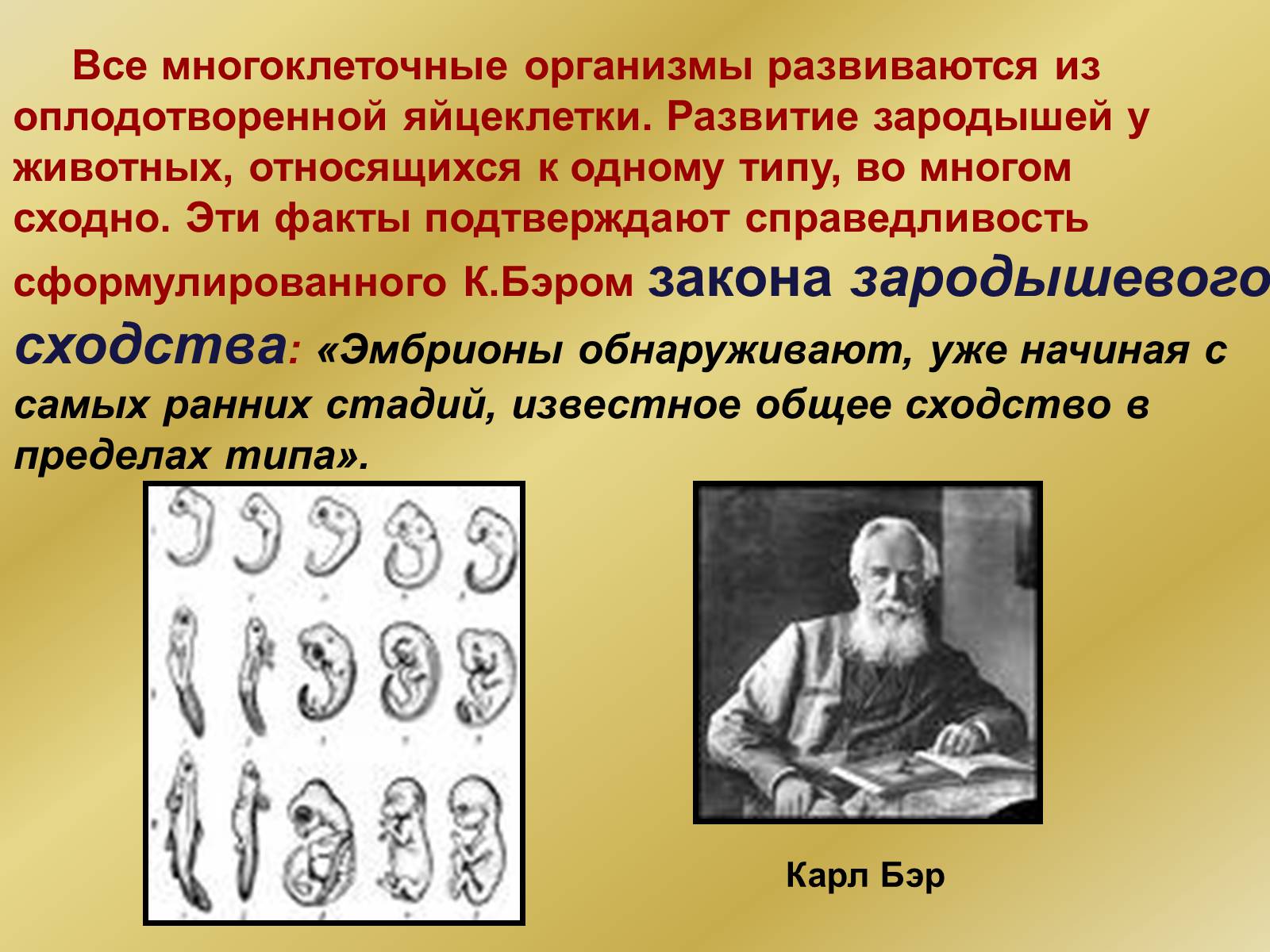 Презентація на тему «Индивидуальное развитие организмов» - Слайд #28 Презентація на тему «Индивидуальное развитие организмов» - Слайд #28