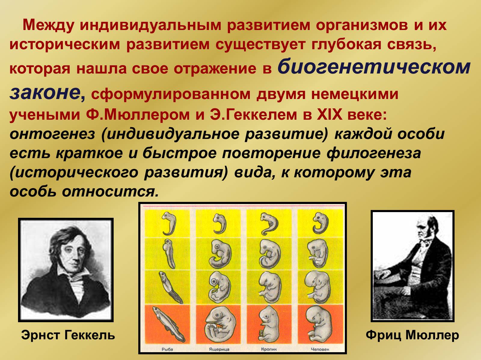 Презентація на тему «Индивидуальное развитие организмов» - Слайд #29 Презентація на тему «Индивидуальное развитие организмов» - Слайд #29