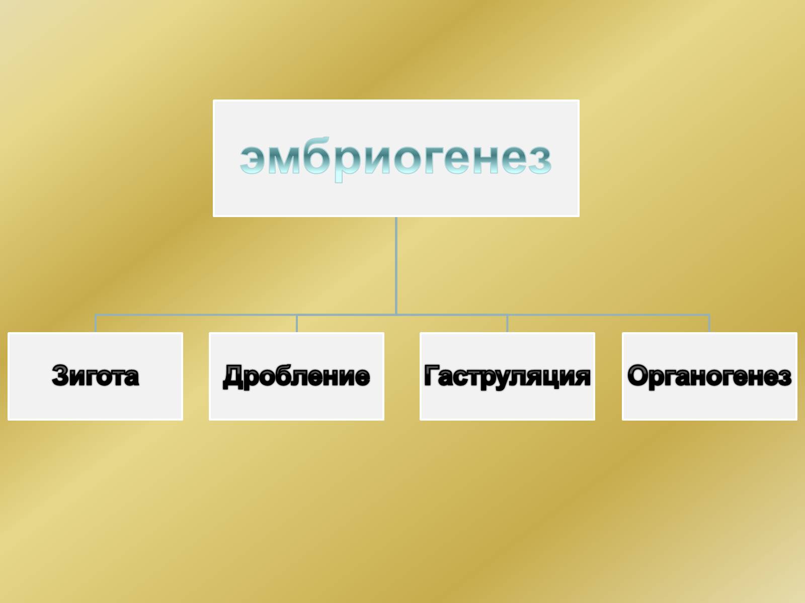 Презентація на тему «Индивидуальное развитие организмов» - Слайд #6 Презентація на тему «Индивидуальное развитие организмов» - Слайд #6