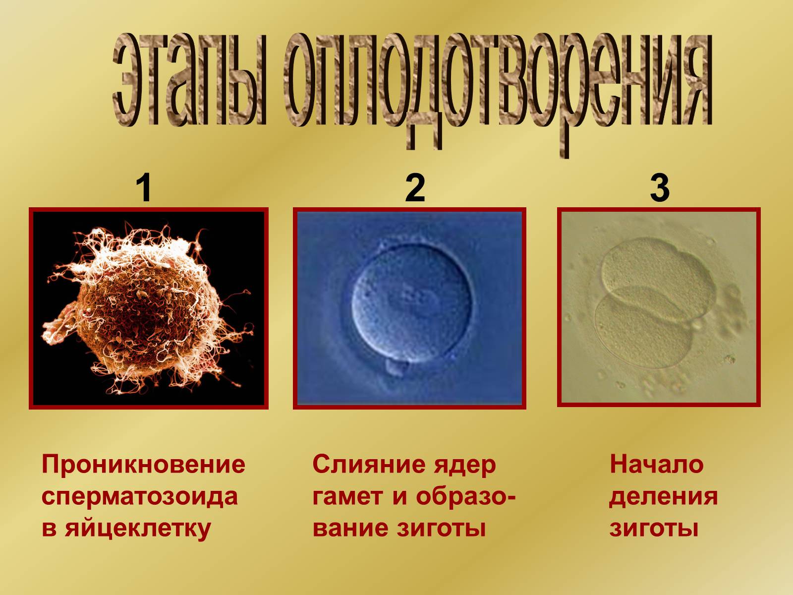 Презентація на тему «Индивидуальное развитие организмов» - Слайд #7 Презентація на тему «Индивидуальное развитие организмов» - Слайд #7