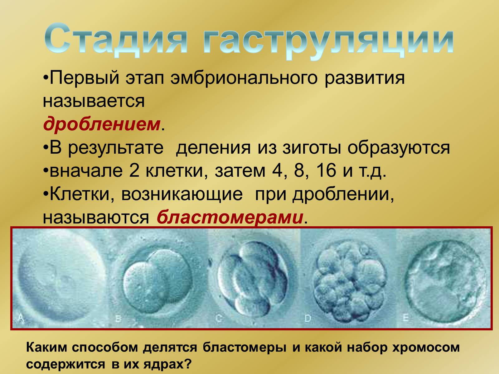 Презентація на тему «Индивидуальное развитие организмов» - Слайд #8 Презентація на тему «Индивидуальное развитие организмов» - Слайд #8