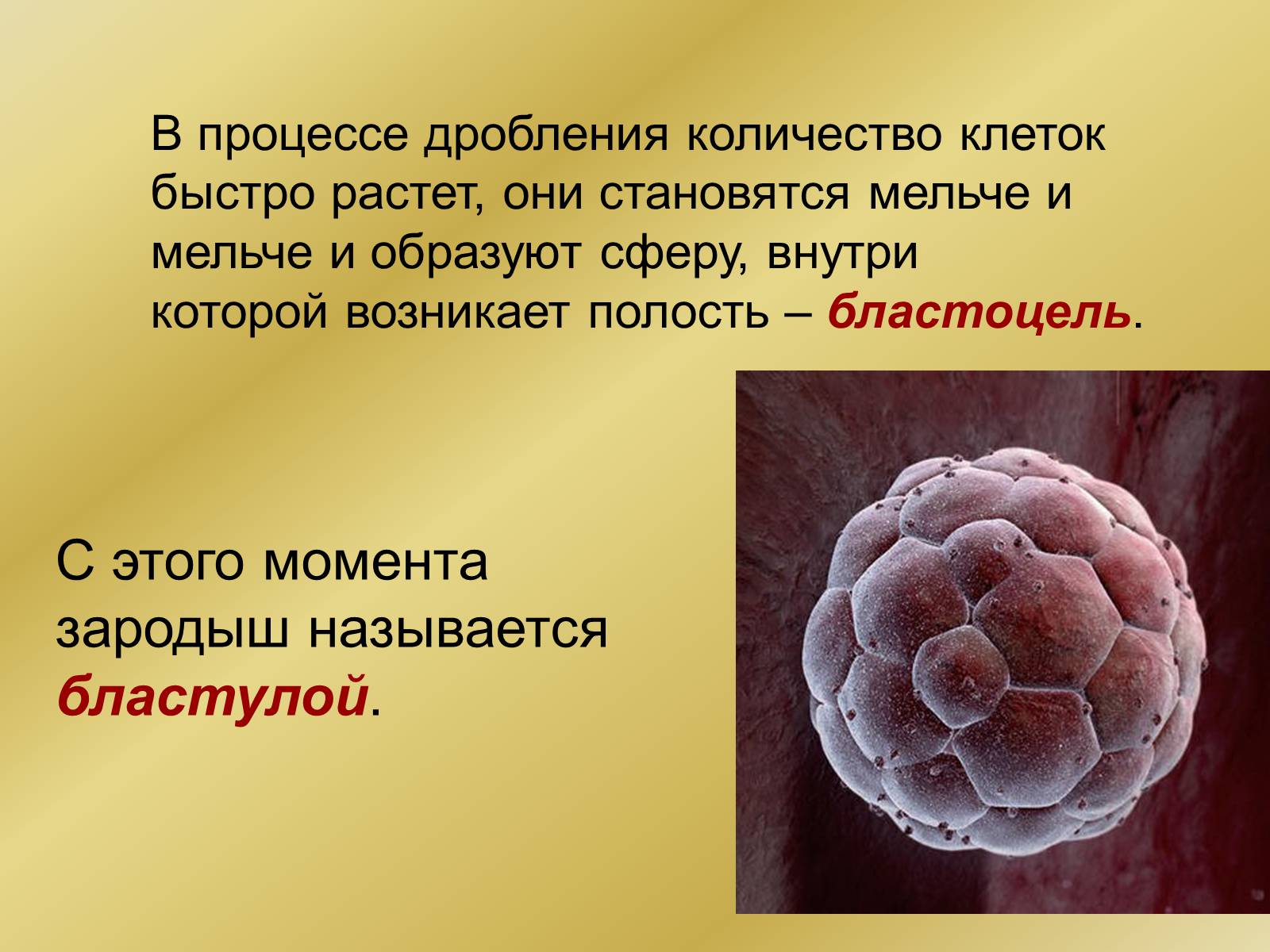 Презентація на тему «Индивидуальное развитие организмов» - Слайд #9 Презентація на тему «Индивидуальное развитие организмов» - Слайд #9