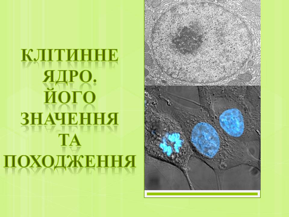 Презентація на тему «Клітинне ядро. Його значення та походження» - Слайд #1 Презентація на тему «Клітинне ядро. Його значення та походження» - Слайд #1