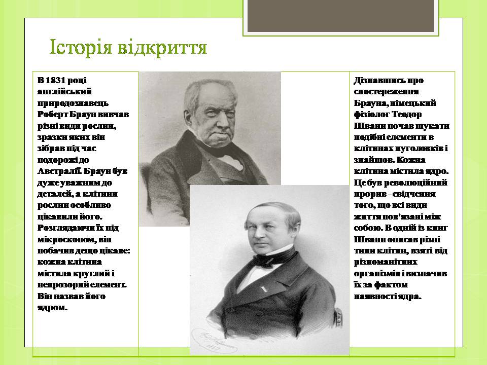 Презентація на тему «Клітинне ядро. Його значення та походження» - Слайд #6 Презентація на тему «Клітинне ядро. Його значення та походження» - Слайд #6