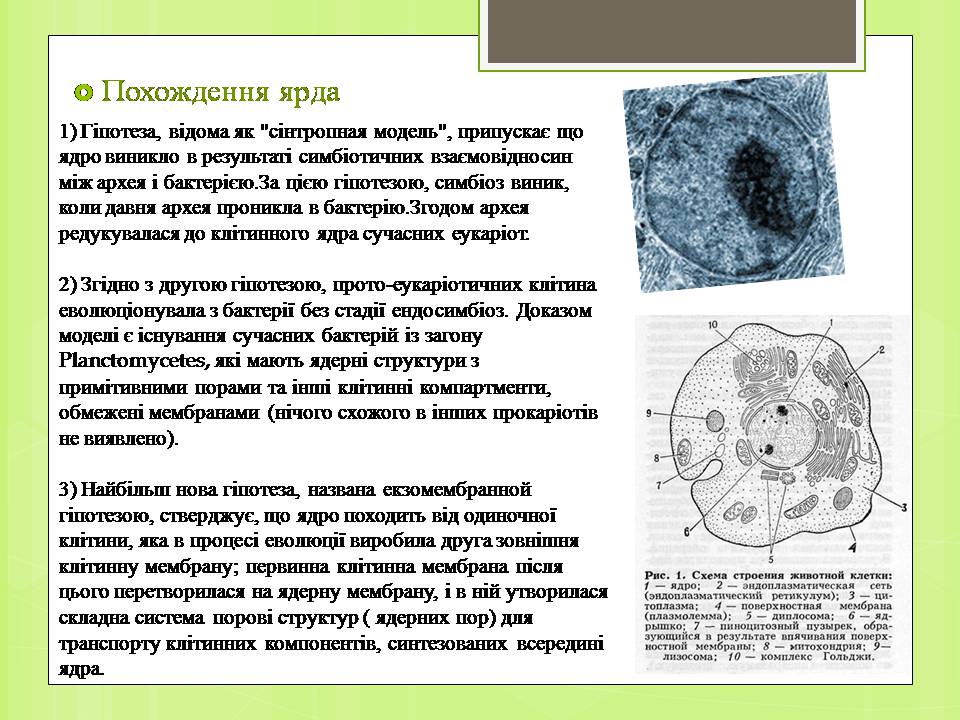 Презентація на тему «Клітинне ядро. Його значення та походження» - Слайд #7 Презентація на тему «Клітинне ядро. Його значення та походження» - Слайд #7