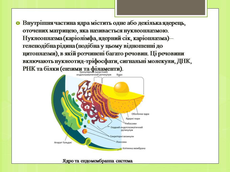 Презентація на тему «Клітинне ядро. Його значення та походження» - Слайд #8 Презентація на тему «Клітинне ядро. Його значення та походження» - Слайд #8
