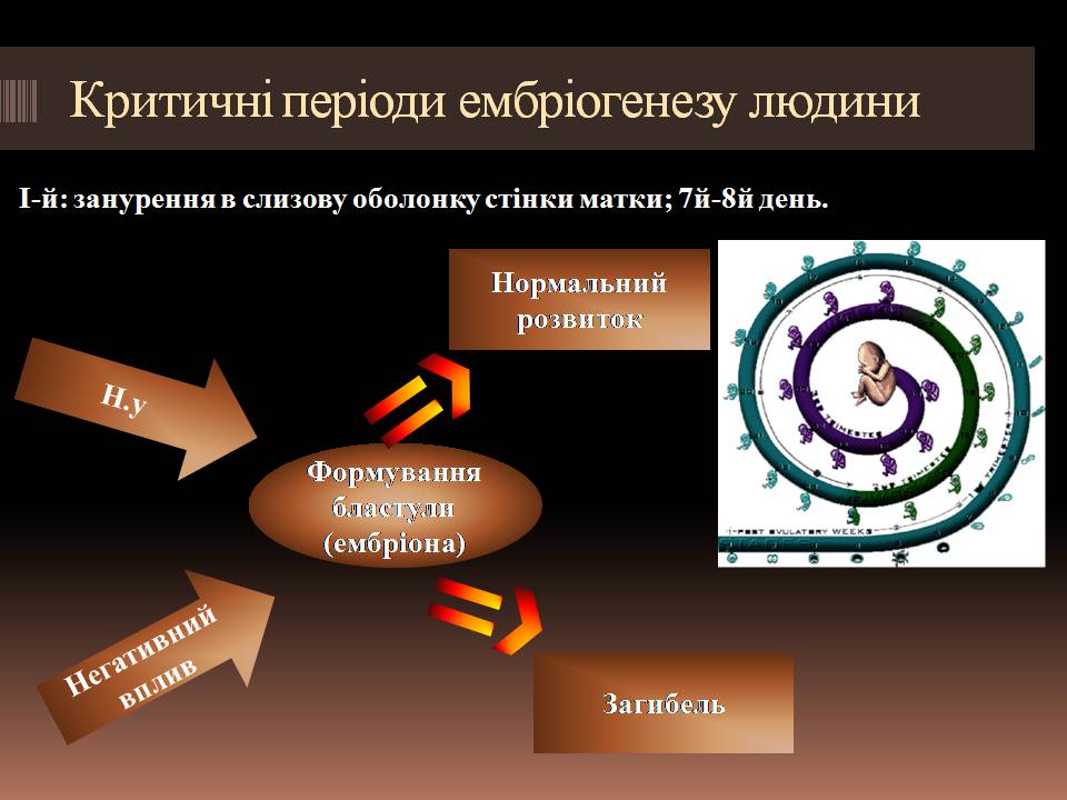 Презентація на тему «Гомеостаз ембріонального розвитку» - Слайд #6 Презентація на тему «Гомеостаз ембріонального розвитку» - Слайд #6