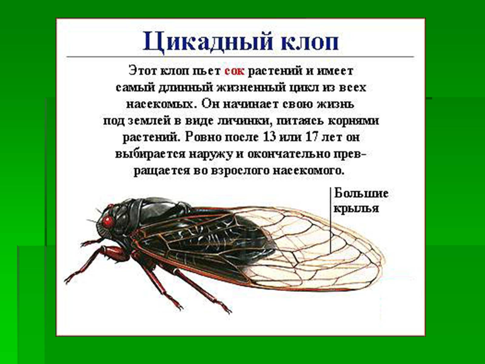 Презентація на тему «Насекомые» (варіант 1) - Слайд #13 Презентація на тему «Насекомые» (варіант 1) - Слайд #13