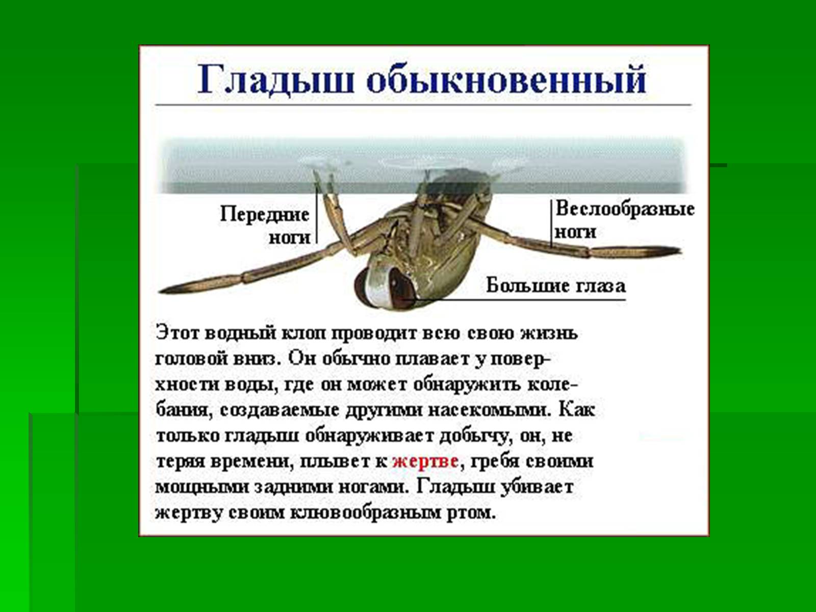 Презентація на тему «Насекомые» (варіант 1) - Слайд #14 Презентація на тему «Насекомые» (варіант 1) - Слайд #14
