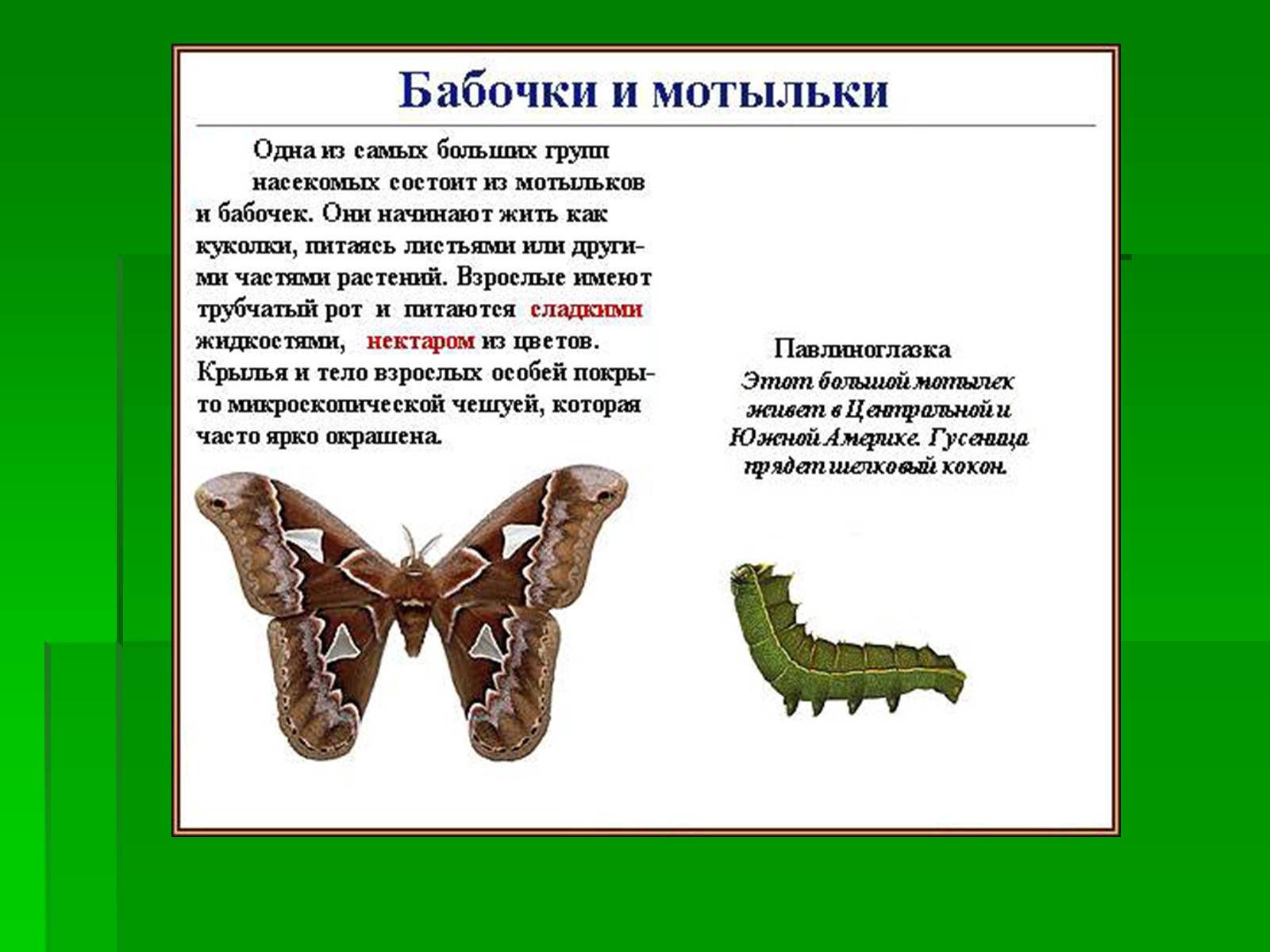 Презентація на тему «Насекомые» (варіант 1) - Слайд #15 Презентація на тему «Насекомые» (варіант 1) - Слайд #15