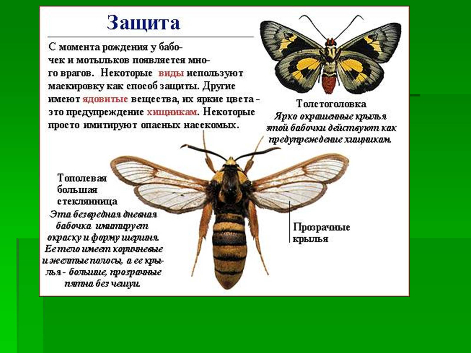 Презентація на тему «Насекомые» (варіант 1) - Слайд #19 Презентація на тему «Насекомые» (варіант 1) - Слайд #19