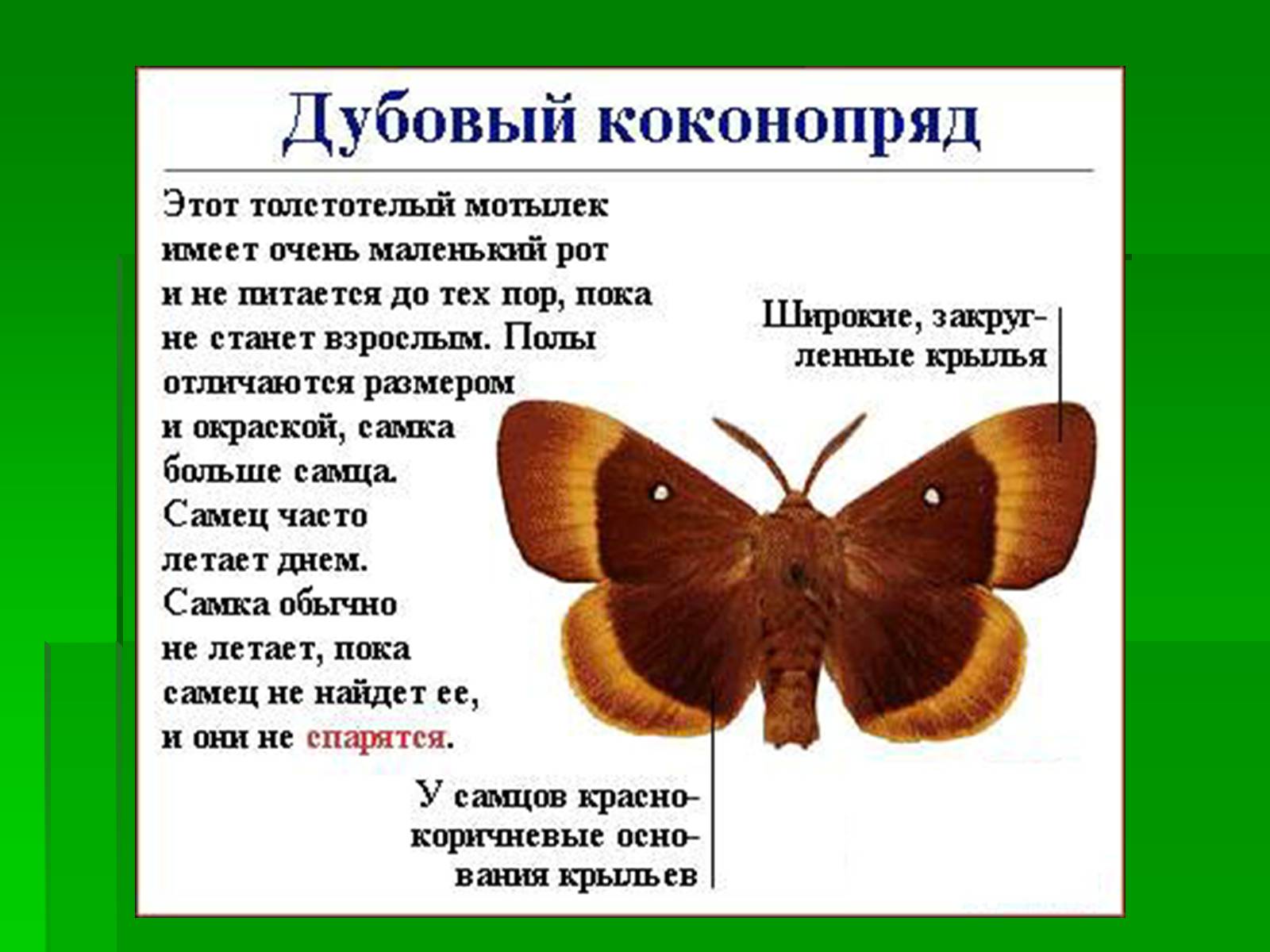 Презентація на тему «Насекомые» (варіант 1) - Слайд #20 Презентація на тему «Насекомые» (варіант 1) - Слайд #20