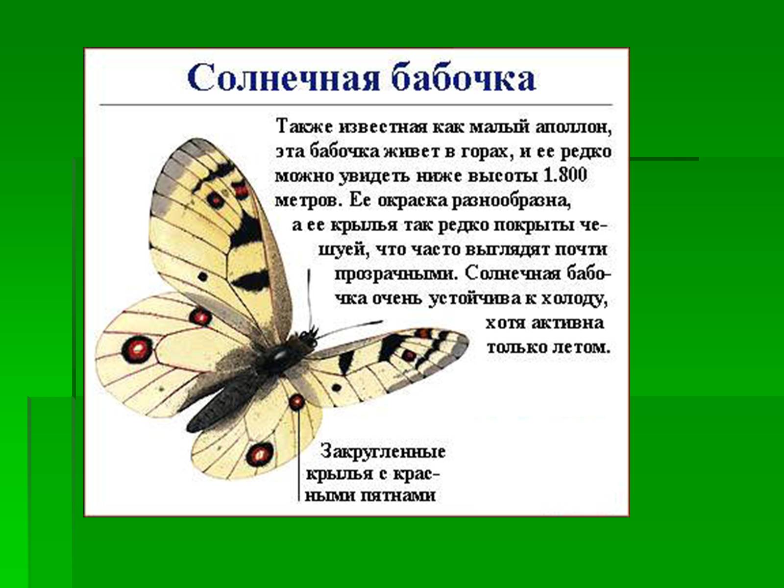 Презентація на тему «Насекомые» (варіант 1) - Слайд #21 Презентація на тему «Насекомые» (варіант 1) - Слайд #21