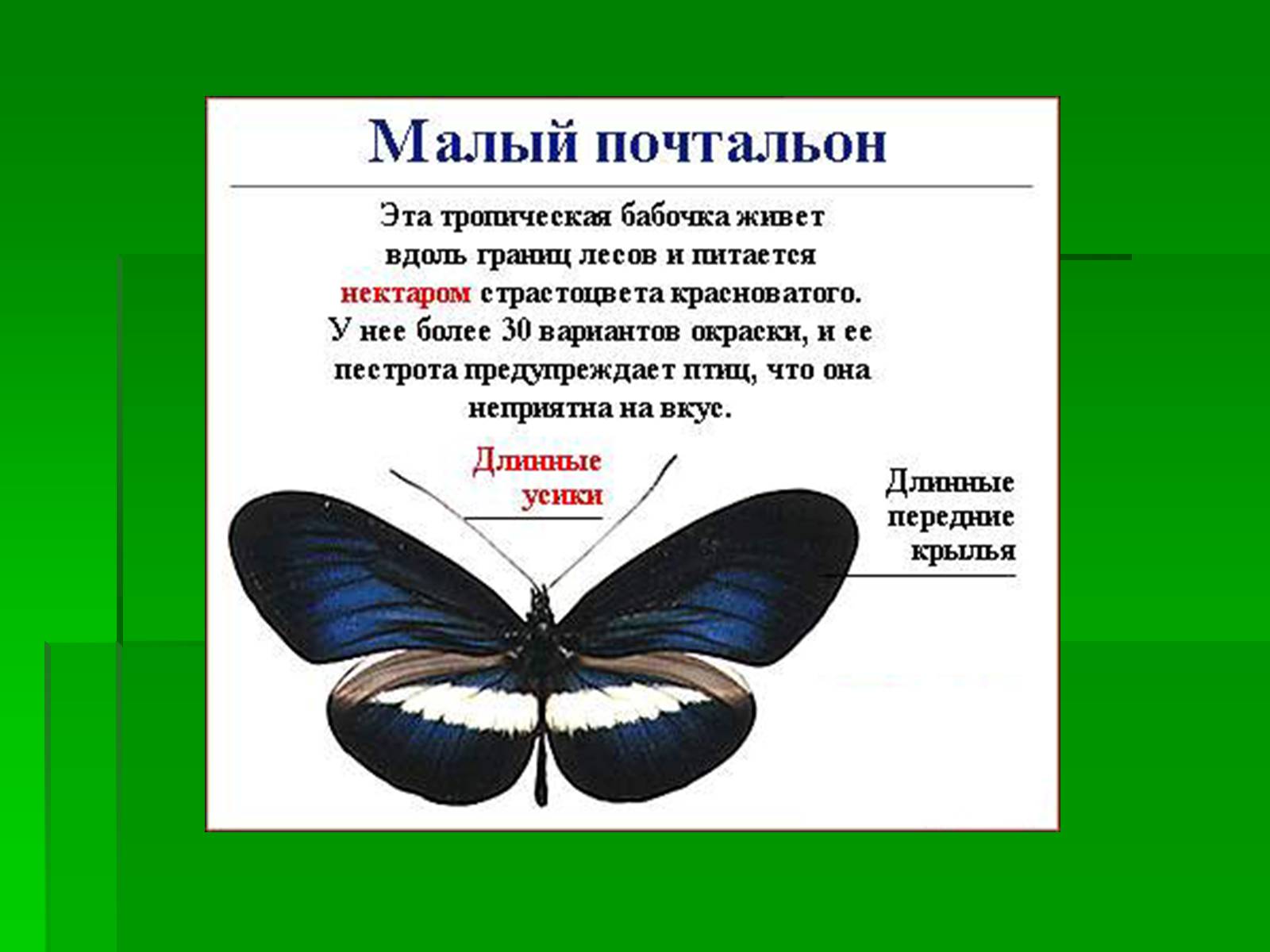 Презентація на тему «Насекомые» (варіант 1) - Слайд #22 Презентація на тему «Насекомые» (варіант 1) - Слайд #22