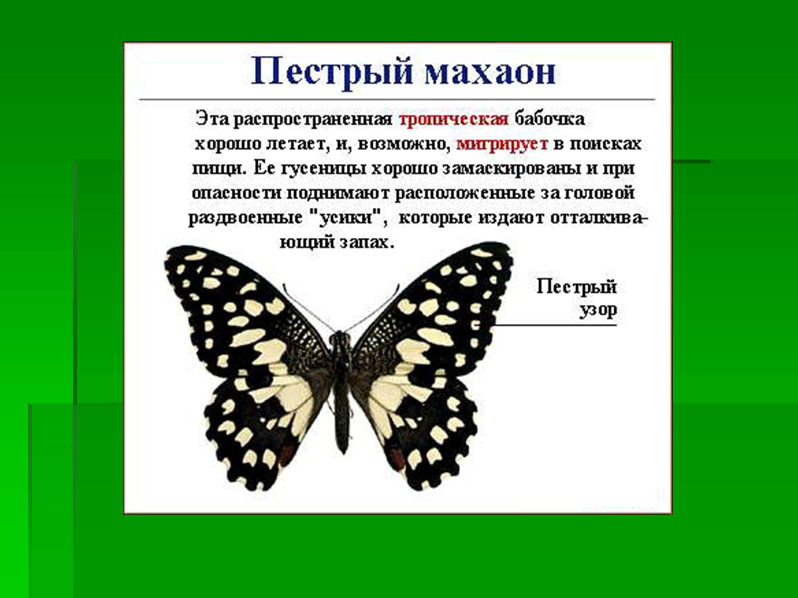Презентація на тему «Насекомые» (варіант 1) - Слайд #23 Презентація на тему «Насекомые» (варіант 1) - Слайд #23