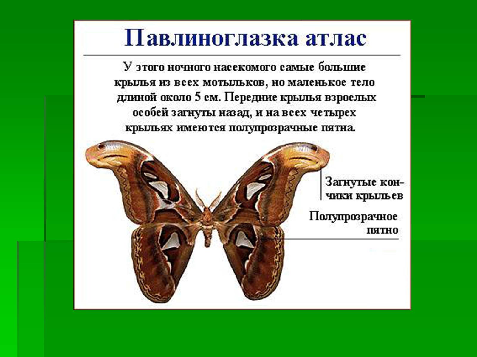 Презентація на тему «Насекомые» (варіант 1) - Слайд #24 Презентація на тему «Насекомые» (варіант 1) - Слайд #24