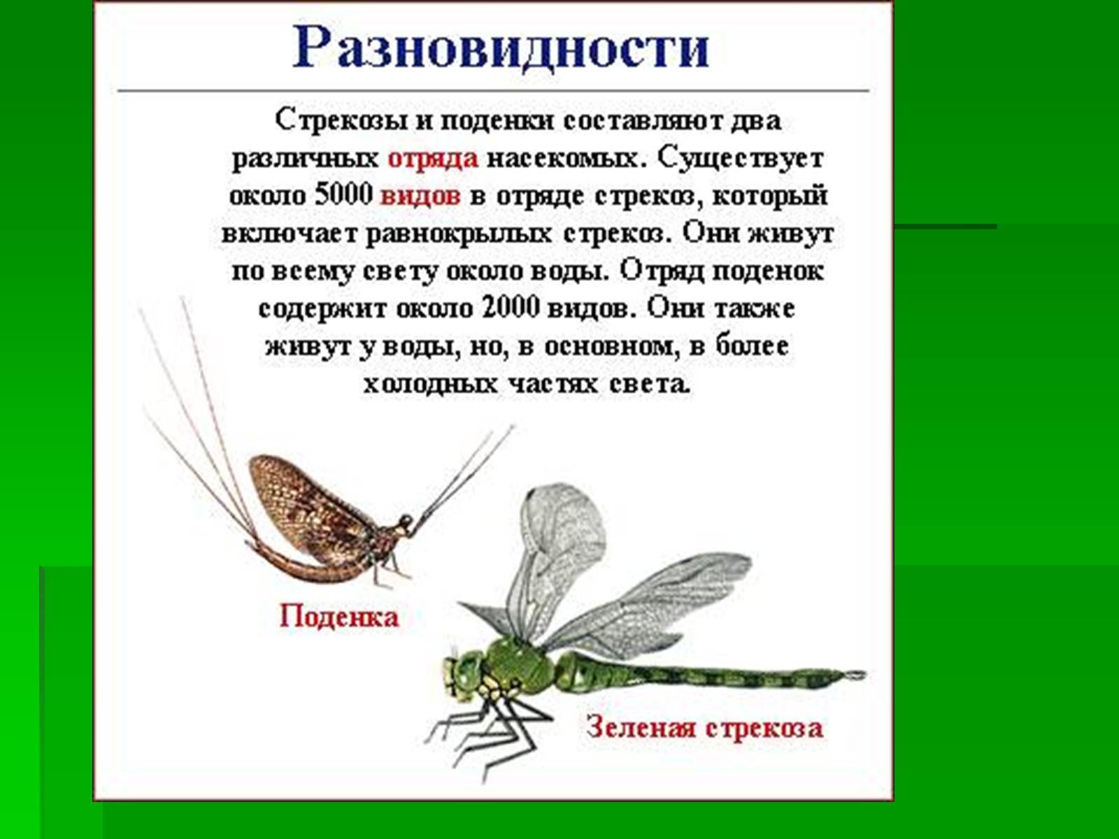 Презентація на тему «Насекомые» (варіант 1) - Слайд #26 Презентація на тему «Насекомые» (варіант 1) - Слайд #26
