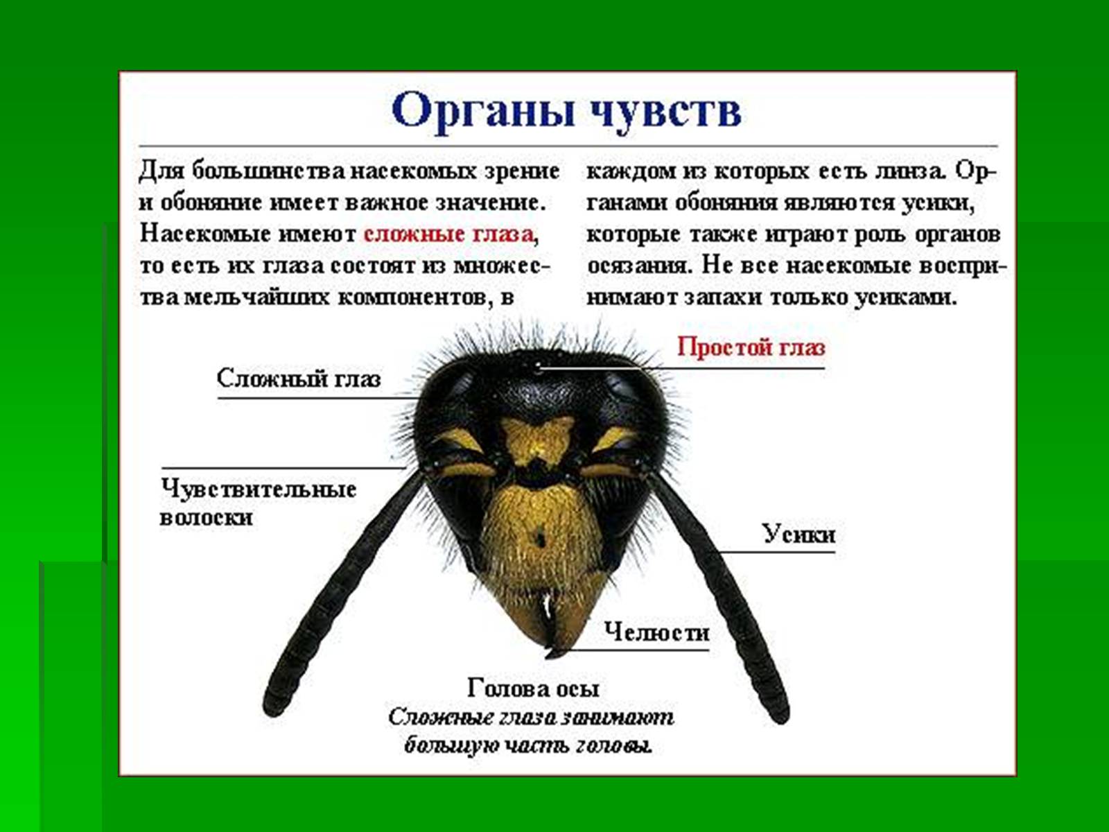 Презентація на тему «Насекомые» (варіант 1) - Слайд #3 Презентація на тему «Насекомые» (варіант 1) - Слайд #3