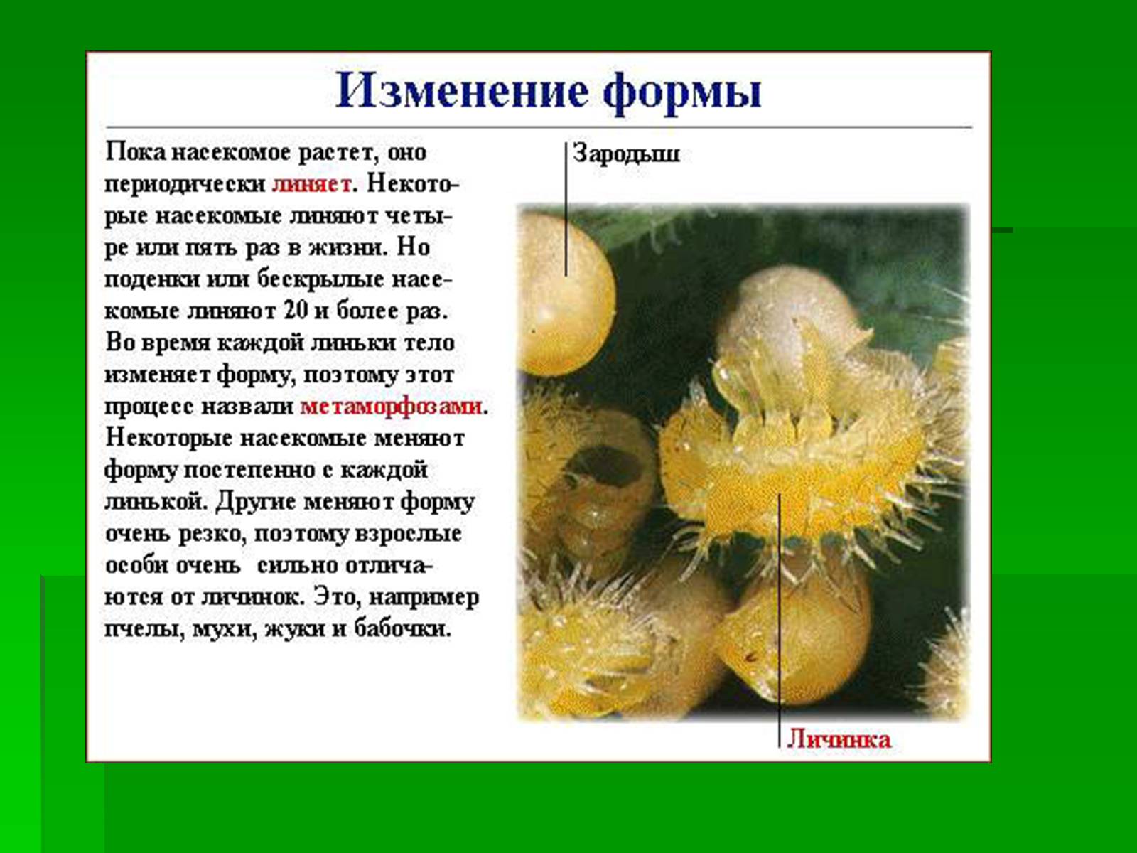 Презентація на тему «Насекомые» (варіант 1) - Слайд #4 Презентація на тему «Насекомые» (варіант 1) - Слайд #4