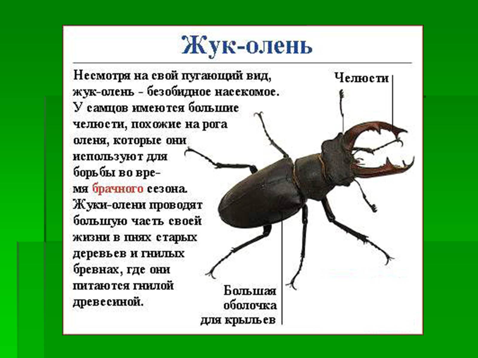 Презентація на тему «Насекомые» (варіант 1) - Слайд #8 Презентація на тему «Насекомые» (варіант 1) - Слайд #8