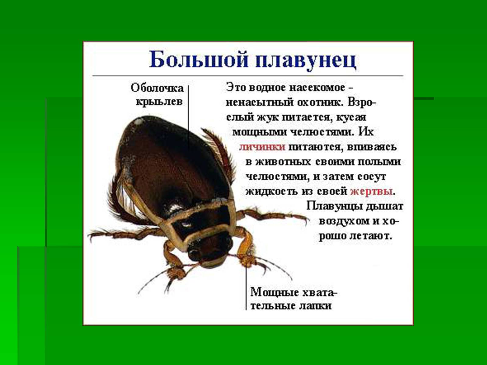 Презентація на тему «Насекомые» (варіант 1) - Слайд #9 Презентація на тему «Насекомые» (варіант 1) - Слайд #9