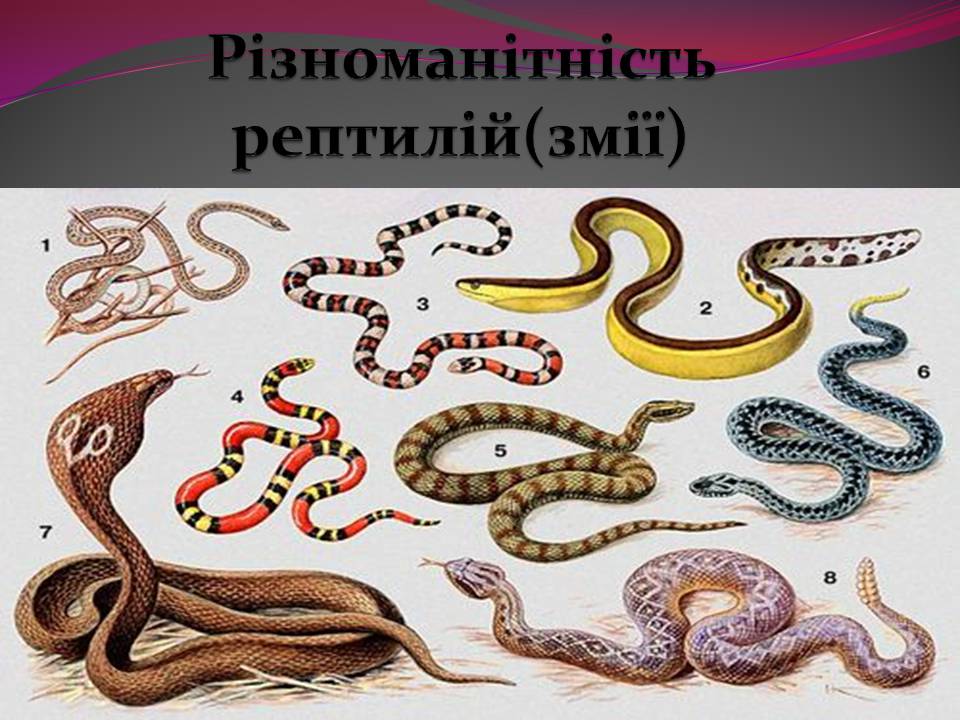 Презентація на тему «Різноманітності змій» - Слайд #1 Презентація на тему «Різноманітності змій» - Слайд #1