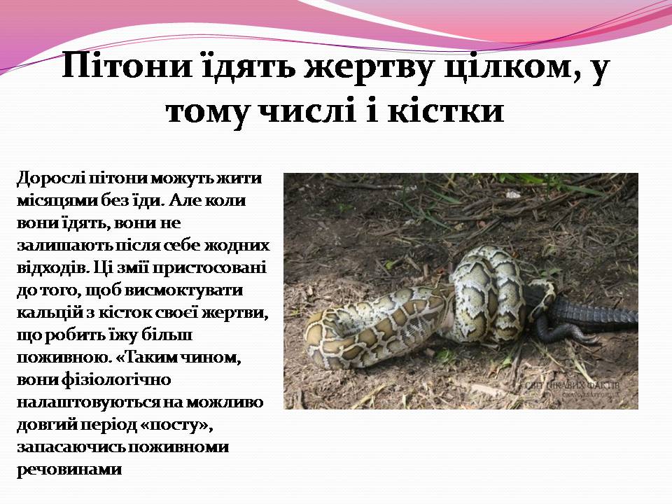 Презентація на тему «Різноманітності змій» - Слайд #11 Презентація на тему «Різноманітності змій» - Слайд #11