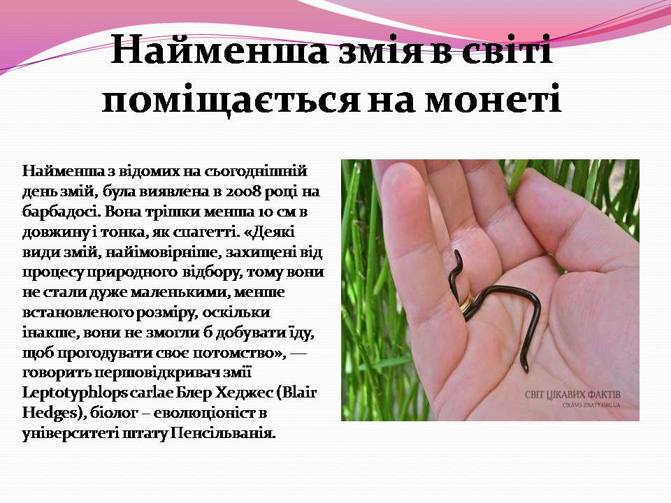 Презентація на тему «Різноманітності змій» - Слайд #12 Презентація на тему «Різноманітності змій» - Слайд #12