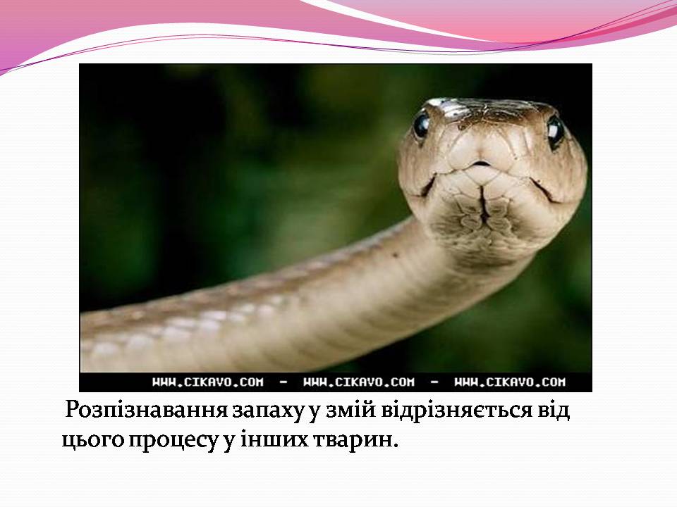Презентація на тему «Різноманітності змій» - Слайд #3 Презентація на тему «Різноманітності змій» - Слайд #3