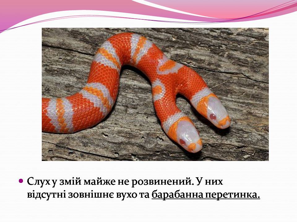 Презентація на тему «Різноманітності змій» - Слайд #4 Презентація на тему «Різноманітності змій» - Слайд #4
