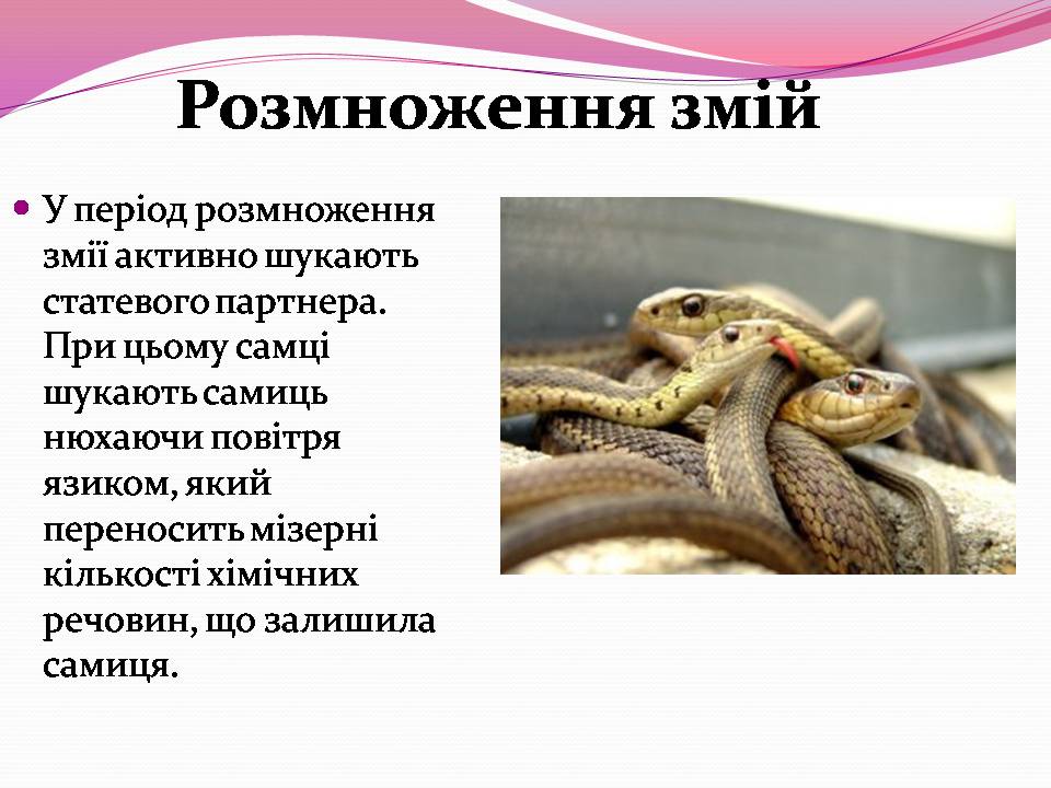 Презентація на тему «Різноманітності змій» - Слайд #7 Презентація на тему «Різноманітності змій» - Слайд #7