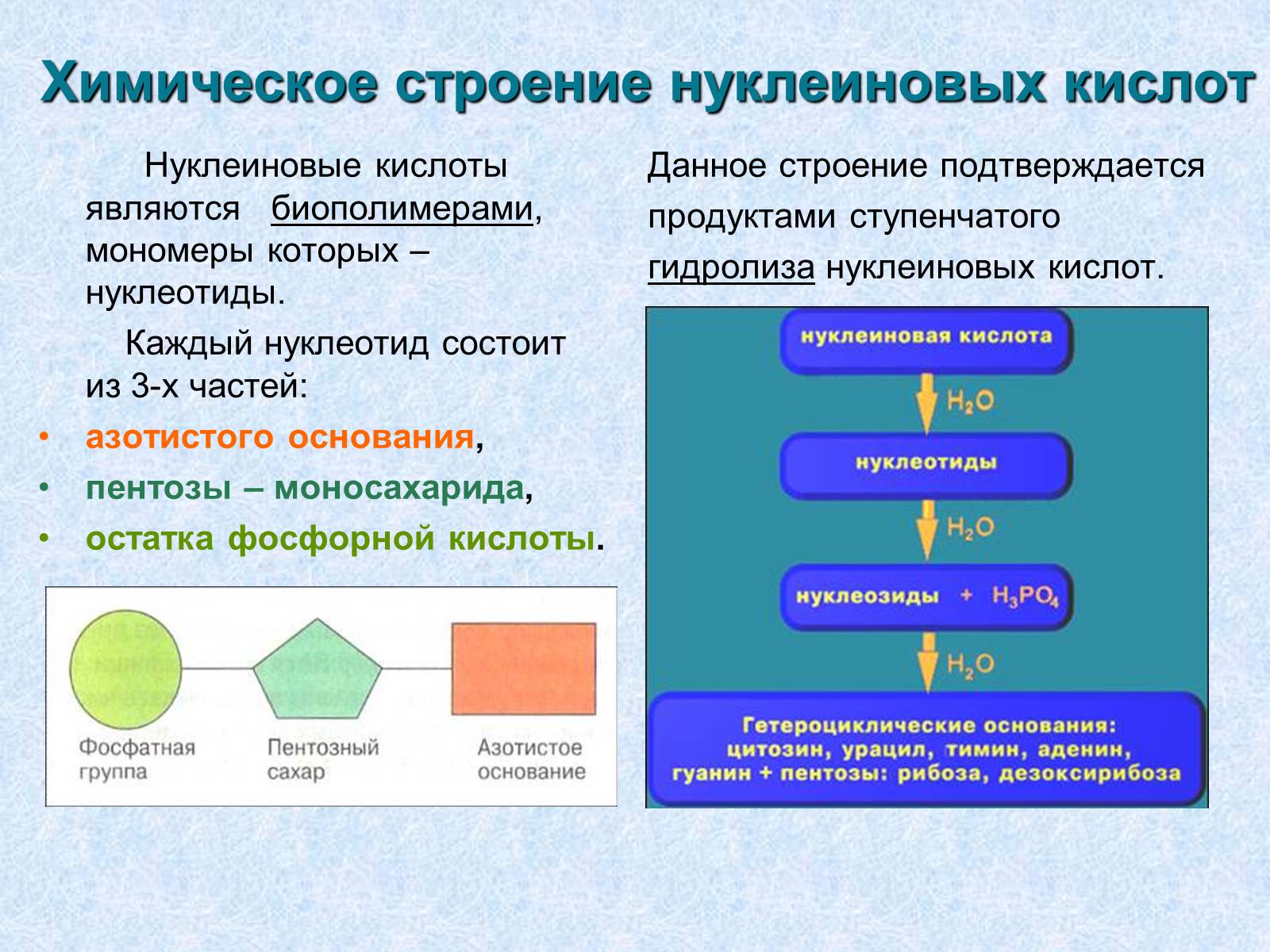 Презентація на тему «Нуклеиновые кислоты» - Слайд #3 Презентація на тему «Нуклеиновые кислоты» - Слайд #3