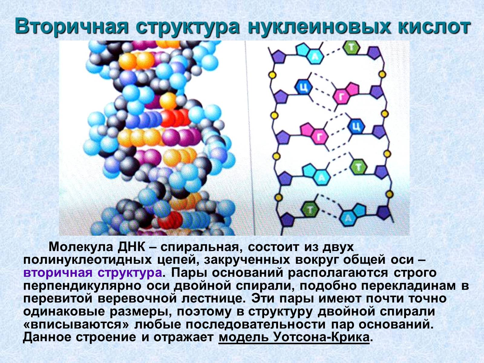 Презентація на тему «Нуклеиновые кислоты» - Слайд #5 Презентація на тему «Нуклеиновые кислоты» - Слайд #5