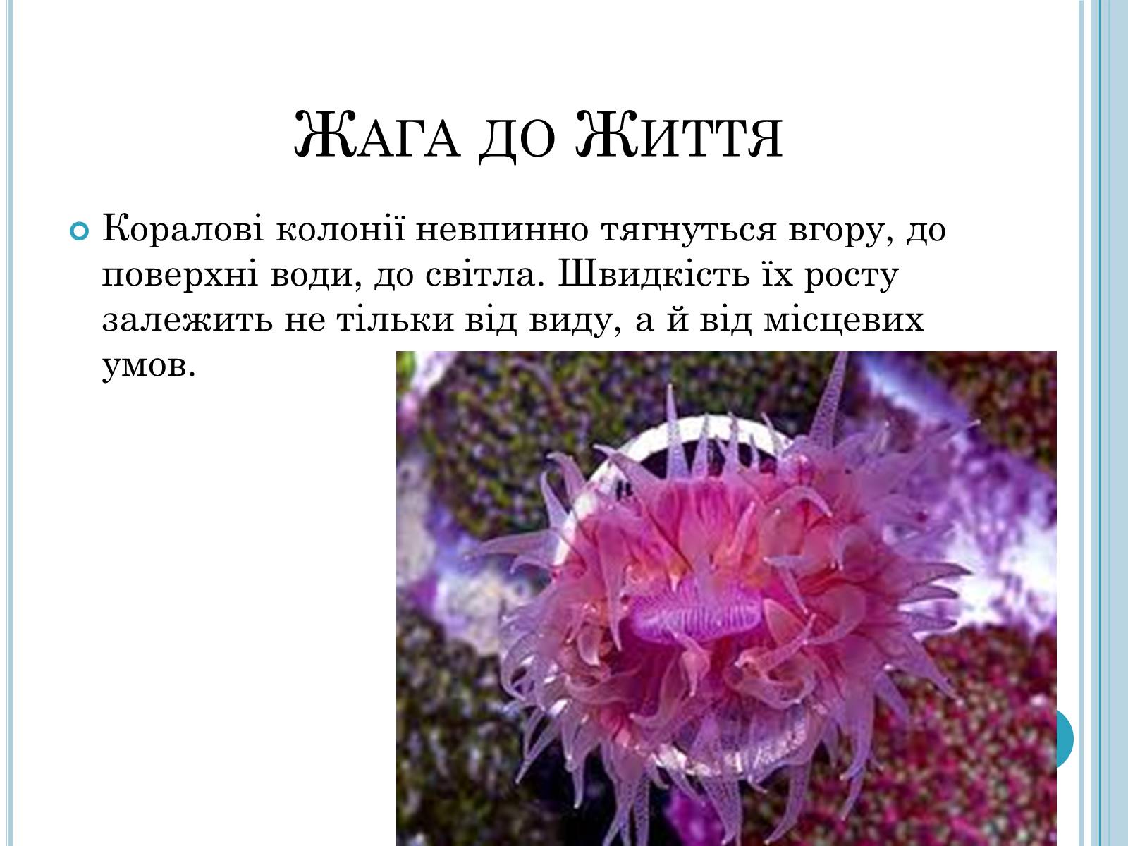 Презентація на тему «Кишковопорожнинні» (варіант 1) - Слайд #15 Презентація на тему «Кишковопорожнинні» (варіант 1) - Слайд #15