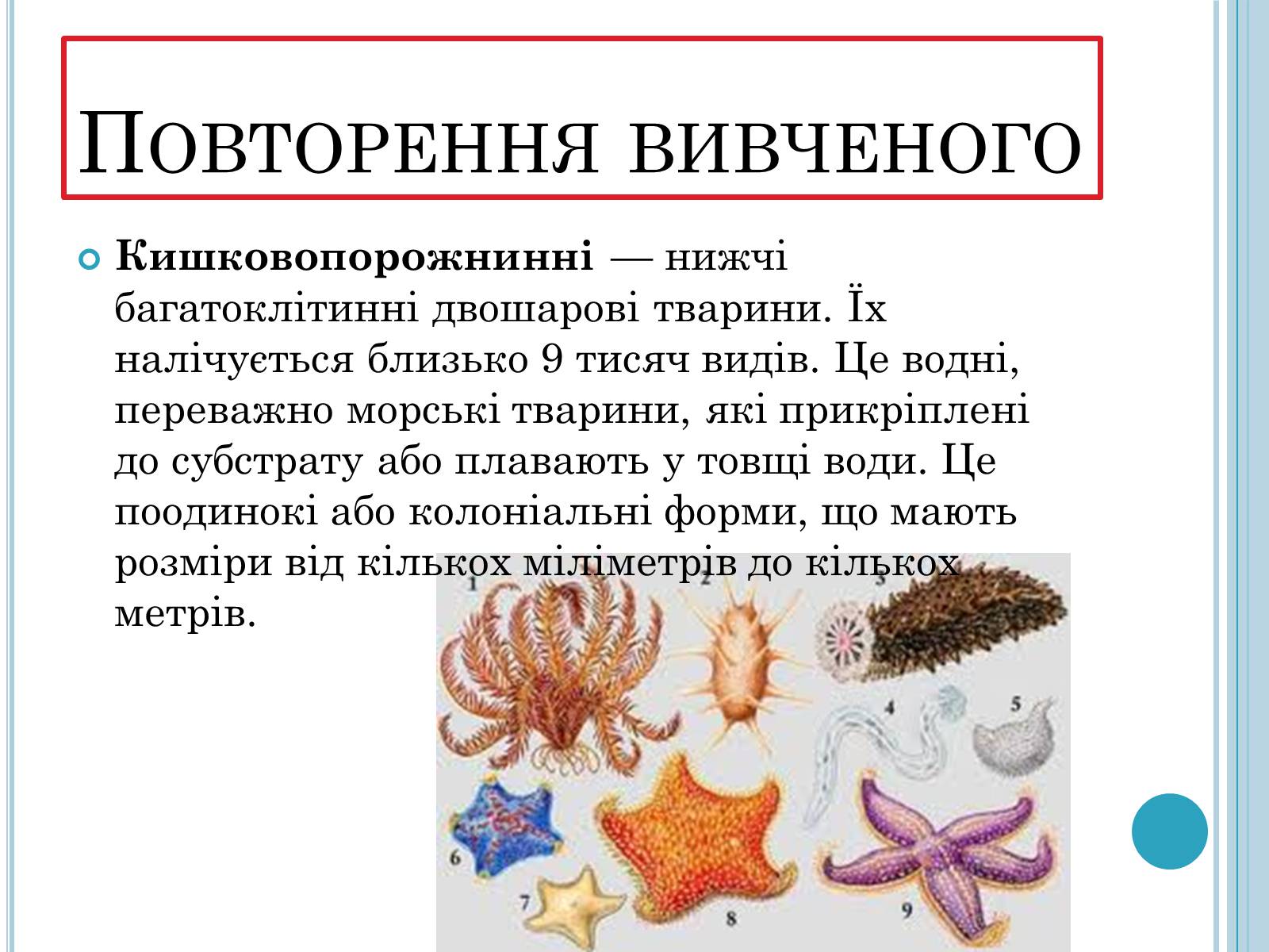 Презентація на тему «Кишковопорожнинні» (варіант 1) - Слайд #3 Презентація на тему «Кишковопорожнинні» (варіант 1) - Слайд #3
