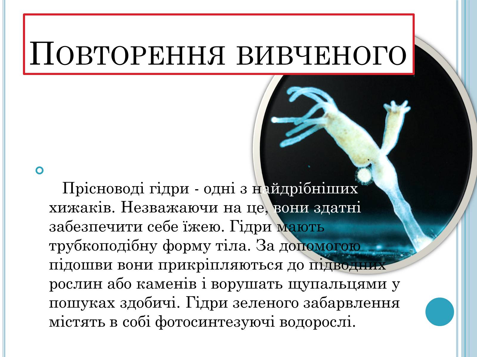 Презентація на тему «Кишковопорожнинні» (варіант 1) - Слайд #4 Презентація на тему «Кишковопорожнинні» (варіант 1) - Слайд #4