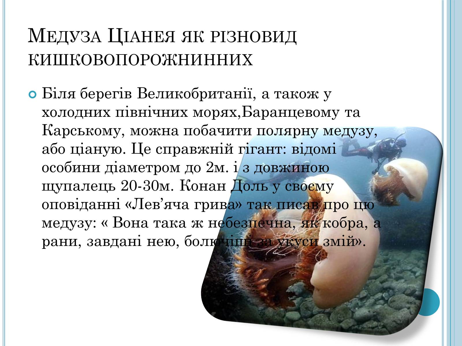 Презентація на тему «Кишковопорожнинні» (варіант 1) - Слайд #5 Презентація на тему «Кишковопорожнинні» (варіант 1) - Слайд #5