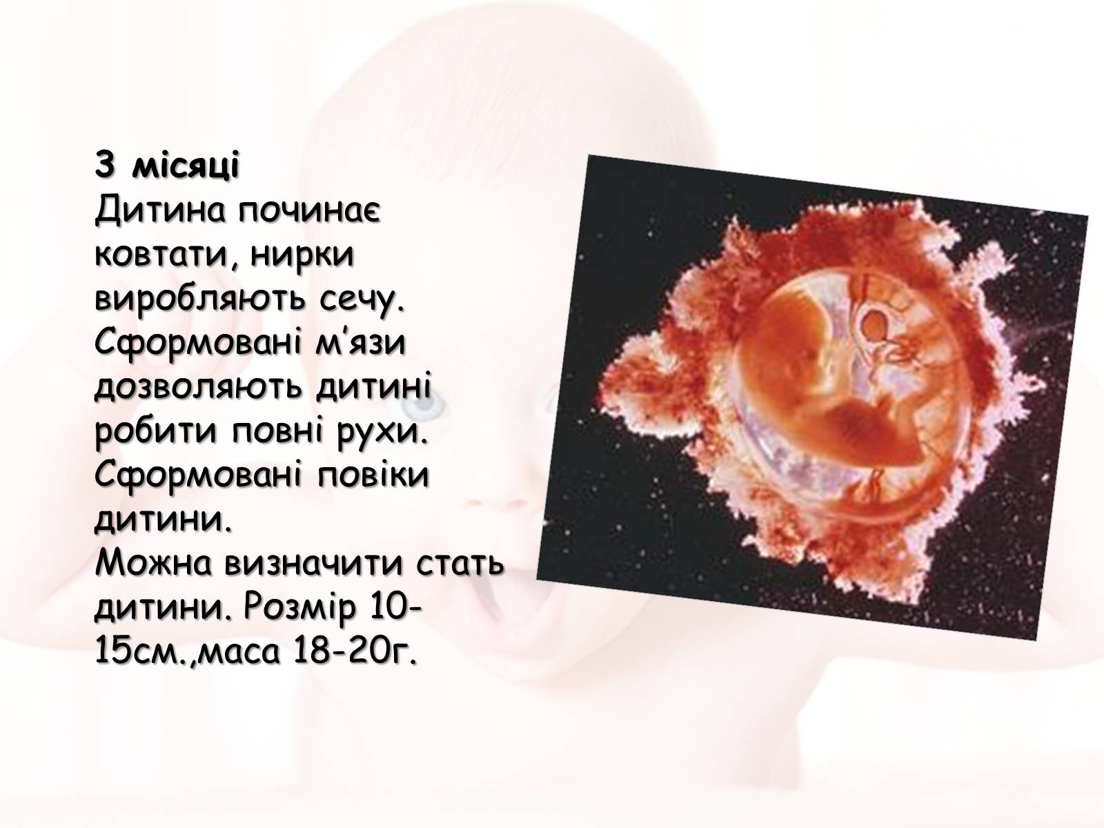 Презентація на тему «Розмноження та розвиток людини» (варіант 2) - Слайд #11 Презентація на тему «Розмноження та розвиток людини» (варіант 2) - Слайд #11